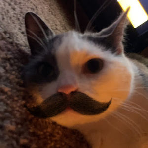 Meet your Posher, Carmen